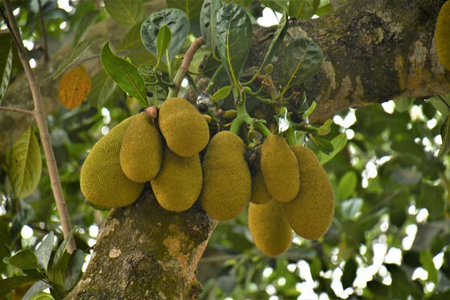 pohon nangka