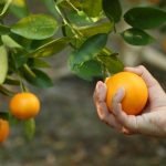 Tips memetik jeruk